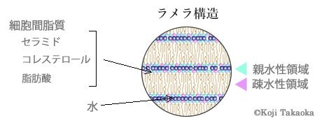 ラメラ構造の図