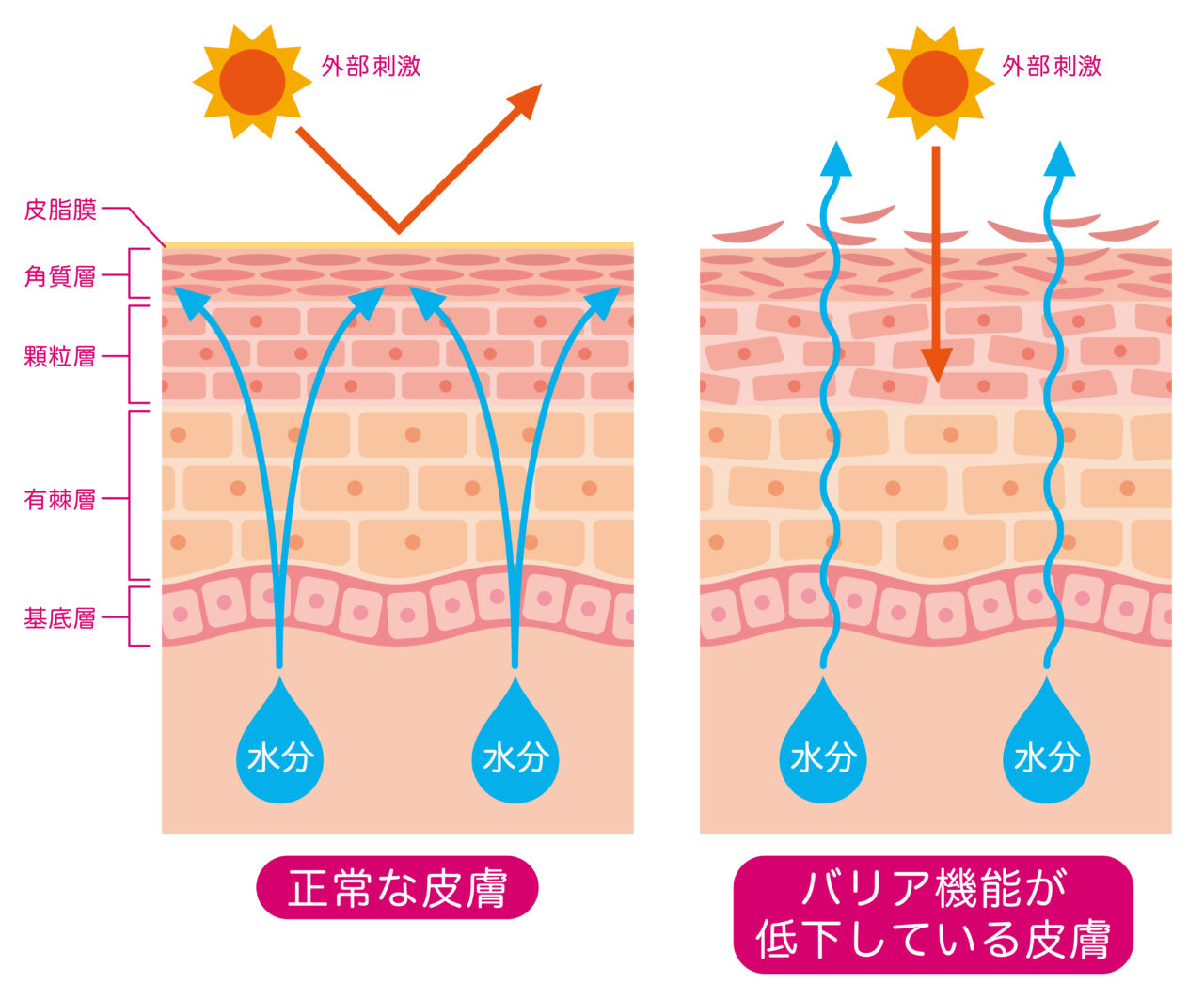 バリア機能