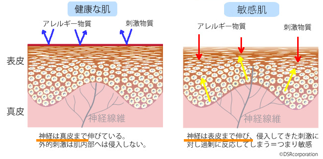 お肌のバリア機能　神経線維の伸長