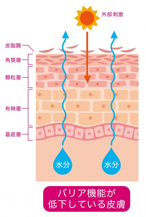 肌バリア模式図