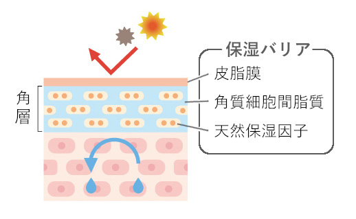 皮膚のバリア機能が正常な場合