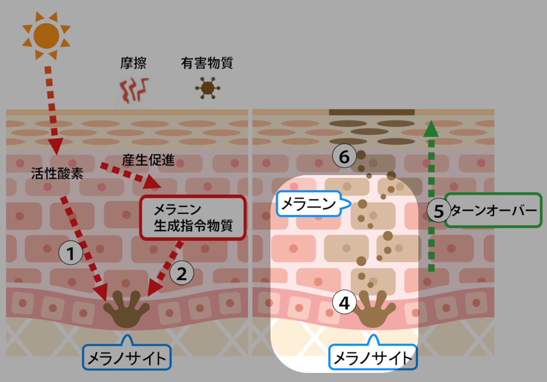 シミが出来るメカニズム4