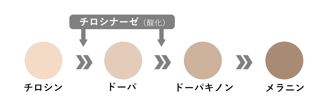 チロシンがメラニンになる過程