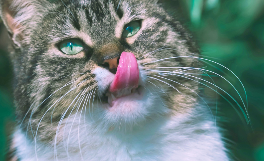 舌で唇をなめる猫