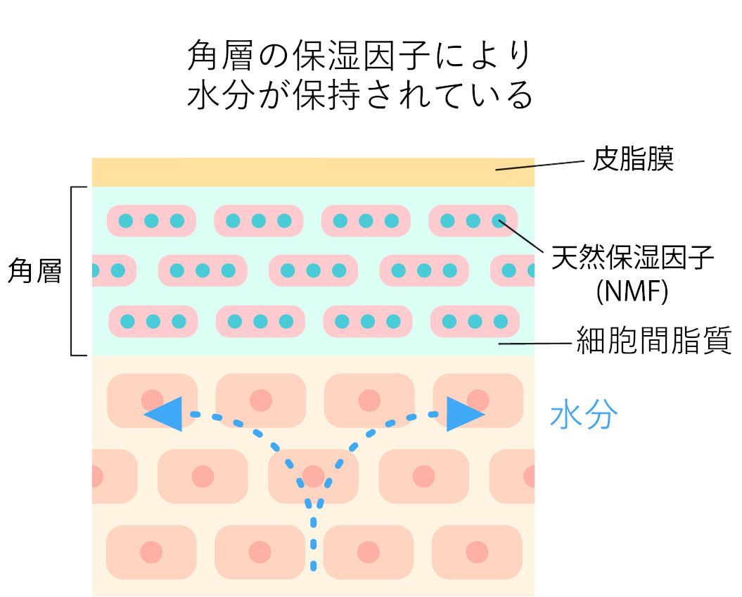 角層の3大保湿因子