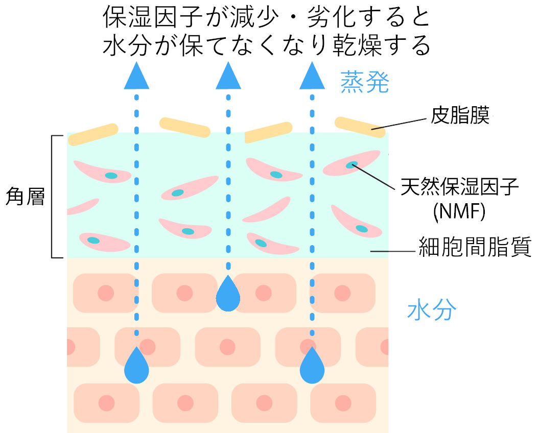角層の3大保湿因子