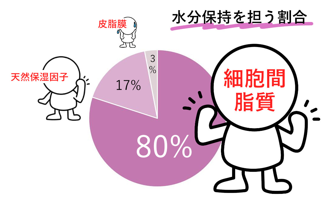 角層の水分保持を担う割合