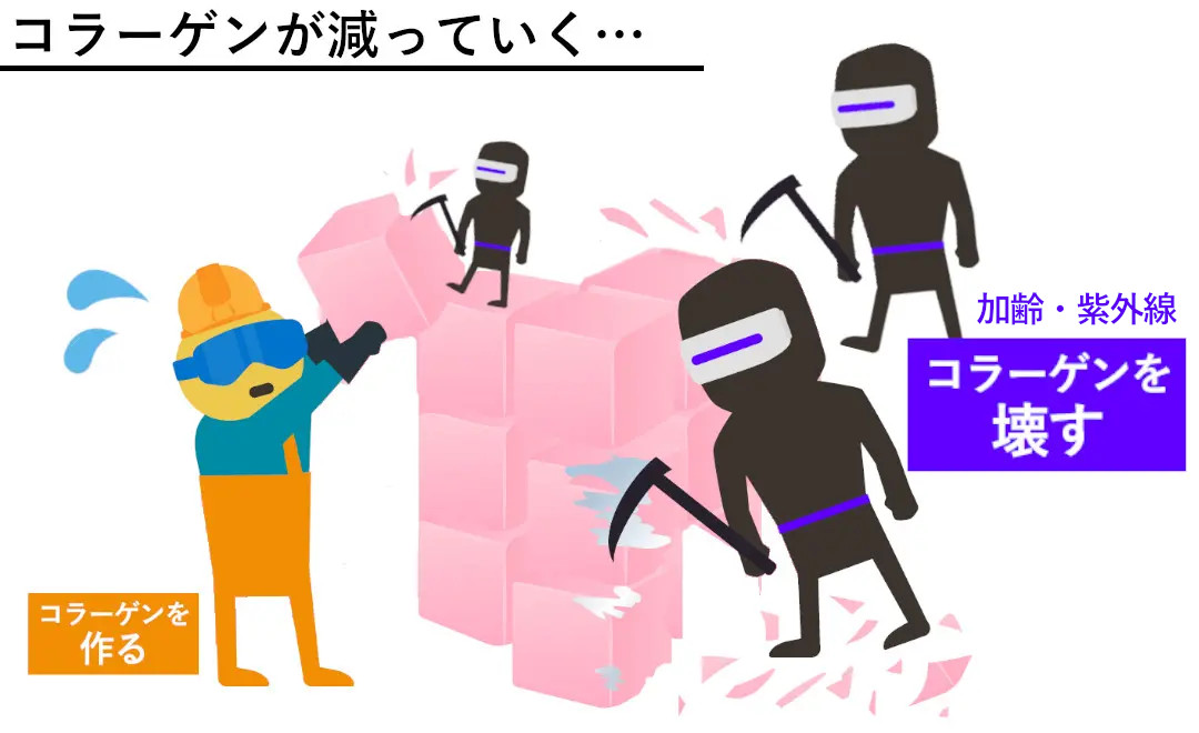 コラーゲンが減っていく仕組み