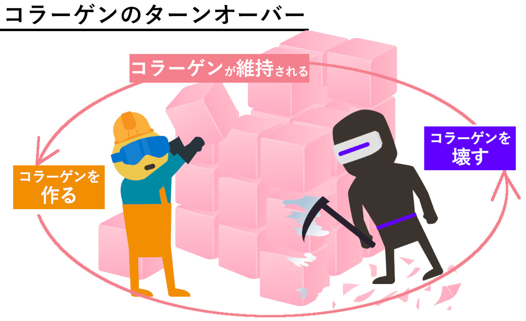 コラーゲンのターンオーバー