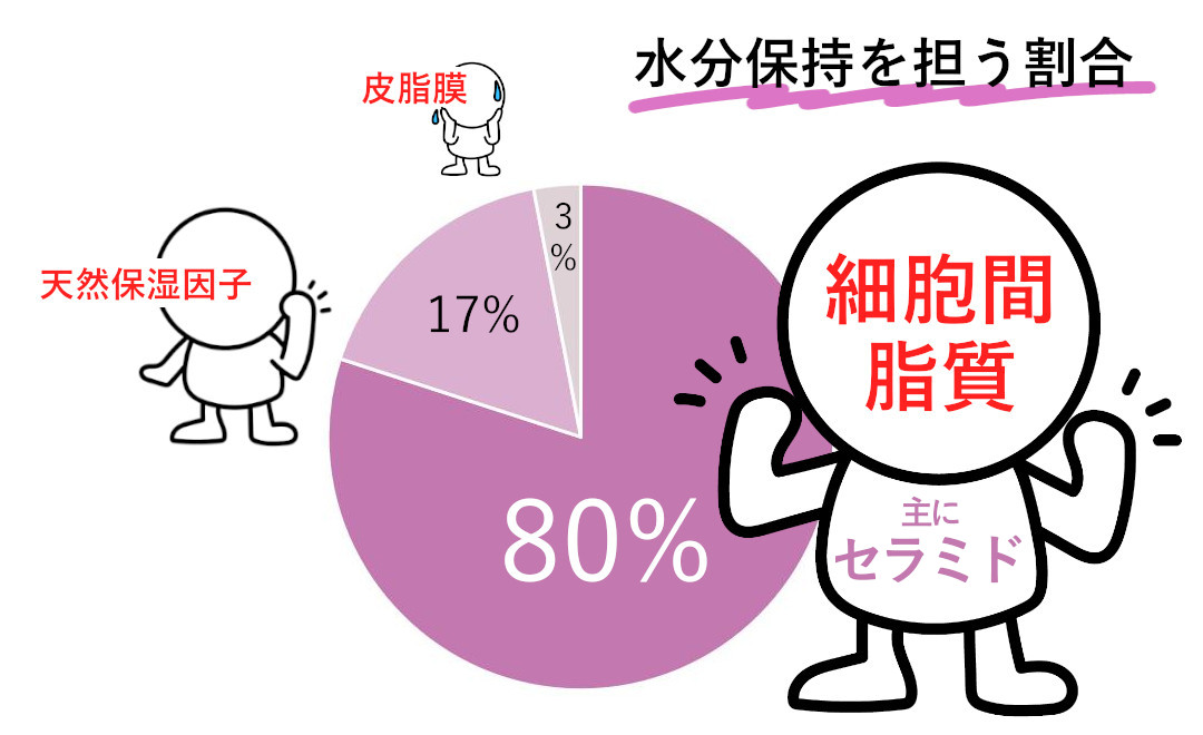 角層の水分保持を担う割合