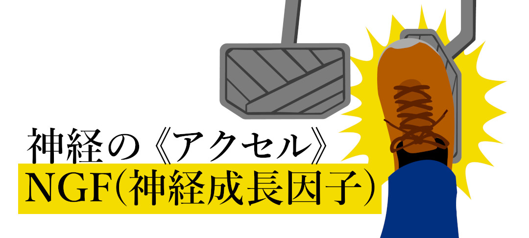 神経のアクセルNGF（神経成長因子）