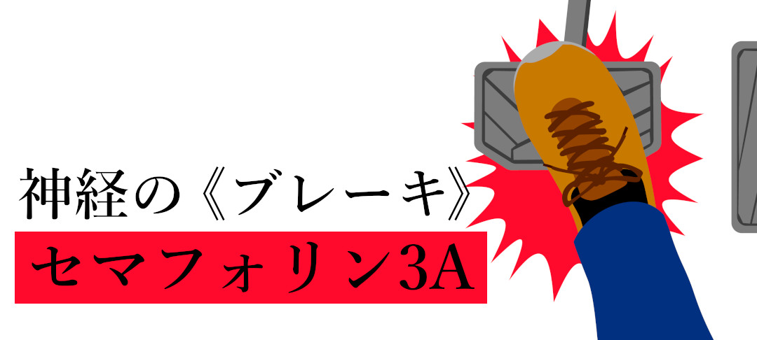 神経のブレーキセマフォリン３A