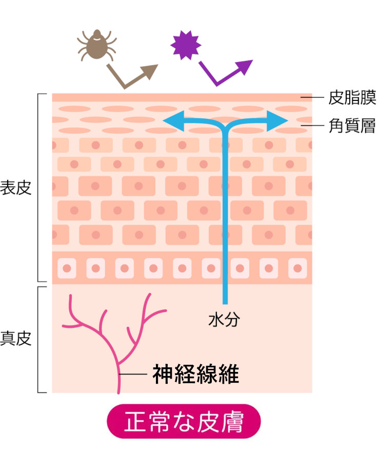 神経線維模式図＿正常な肌