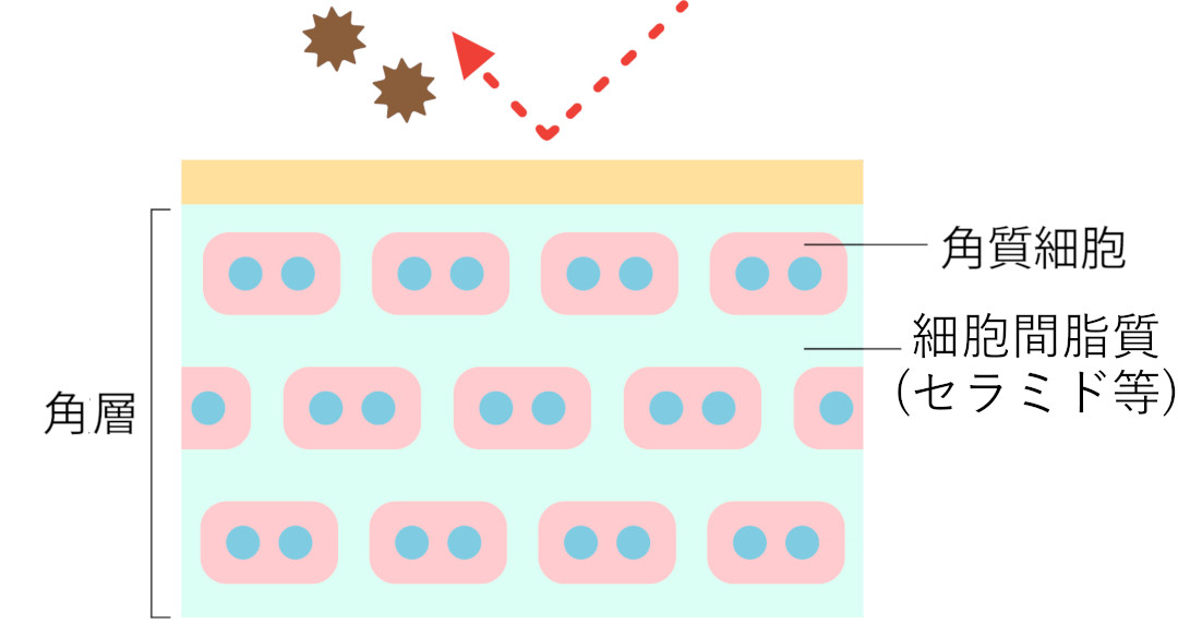 角層と細胞間脂質