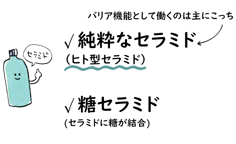セラミドは主に2種類ある