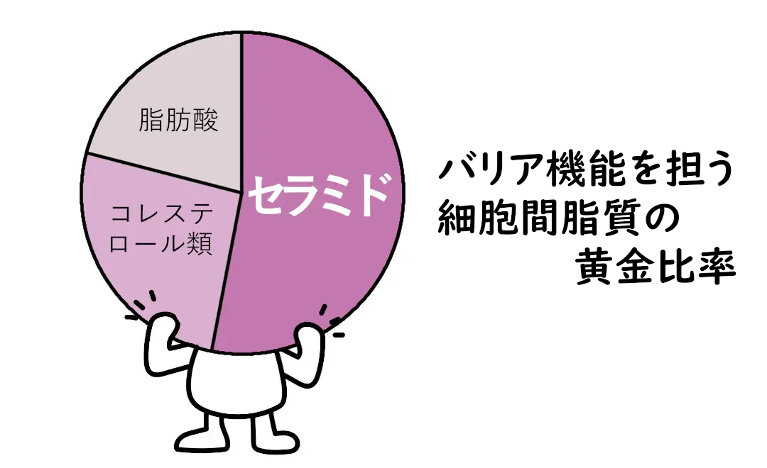 細胞間脂質の構成比 