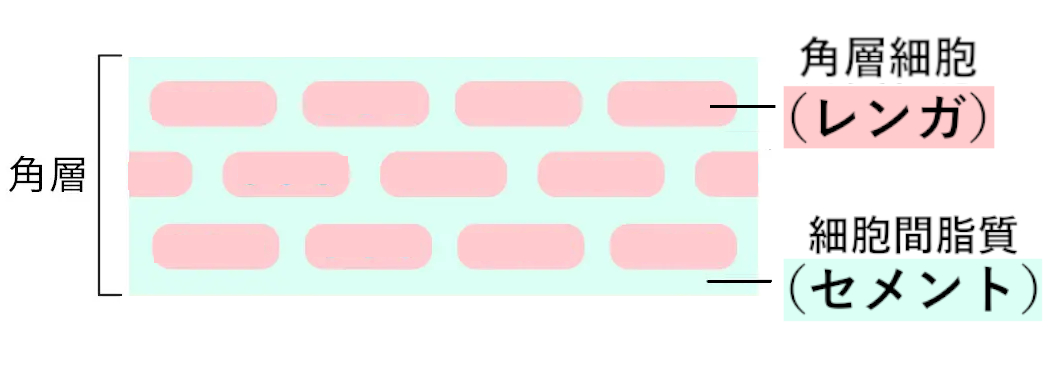 角層のバリア機能