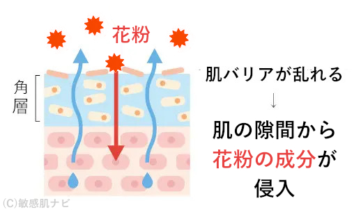 皮膚のバリア機能が低下し花粉の成分が侵入する