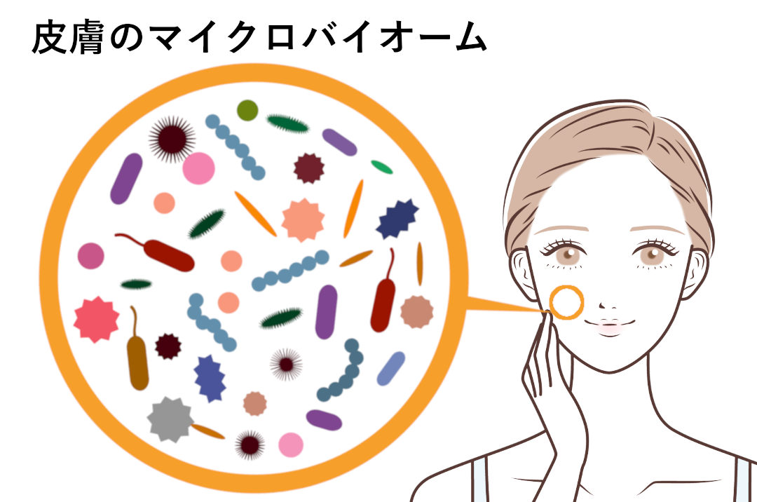 皮膚のマイクロバイオーム