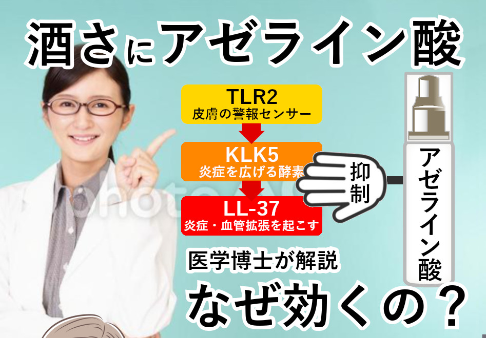 酒さにアゼライン酸が効く理由
