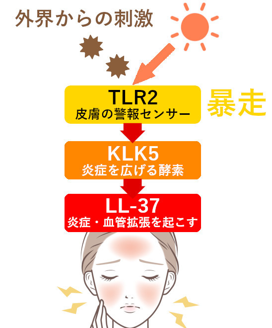 酒さの仕組みとアゼライン酸の効果
