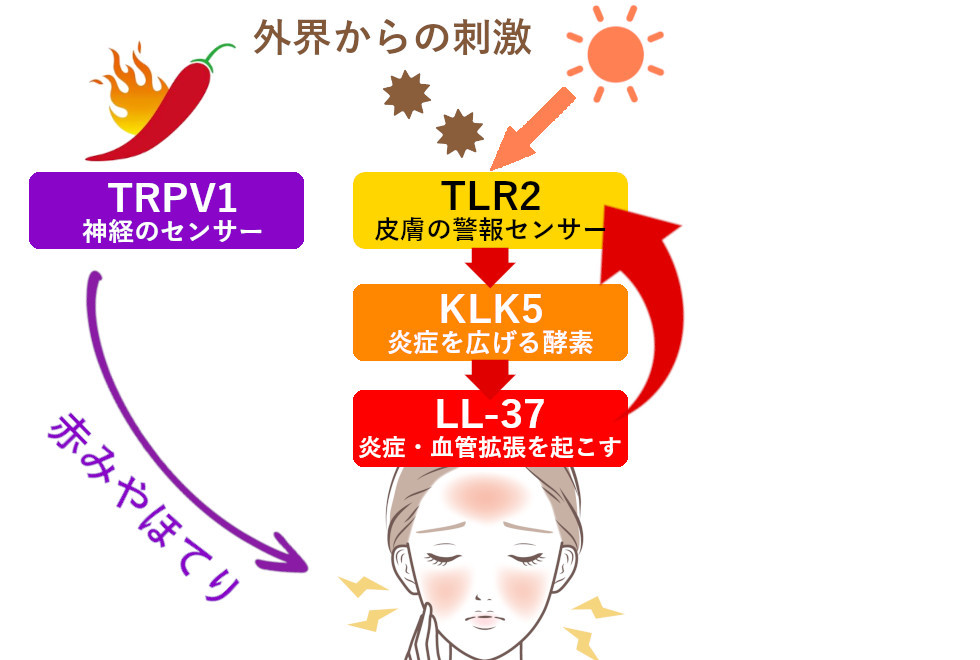 酒さの仕組みとアゼライン酸の効果