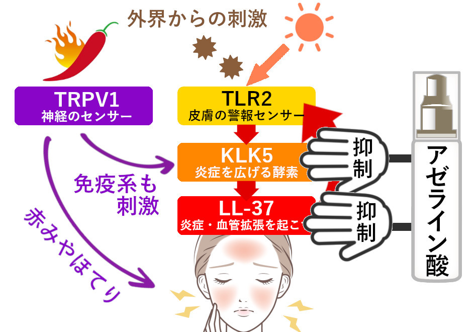 酒さの仕組みとアゼライン酸の効果