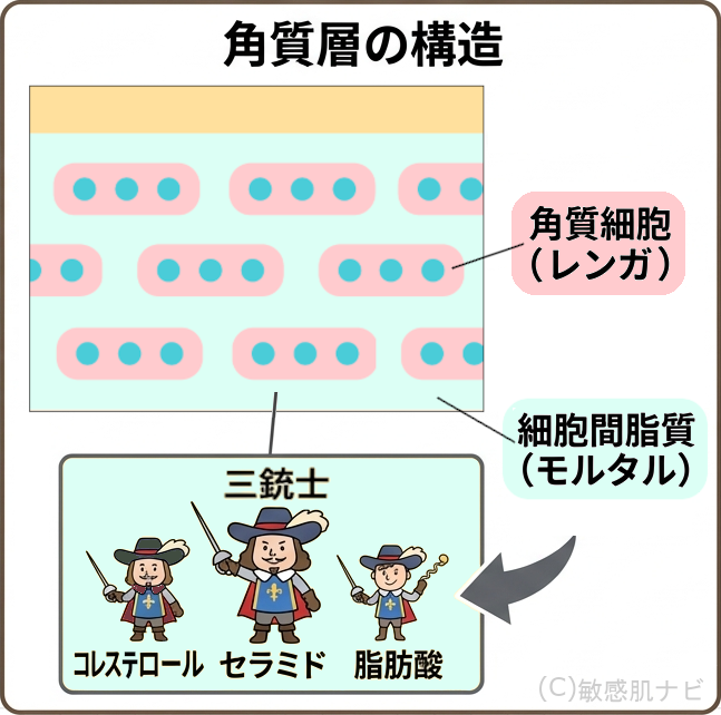 細胞間脂質の構造