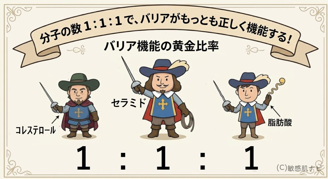 バリア機能の黄金比率