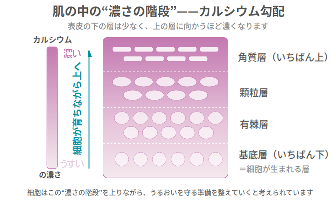 肌の中のカルシウム勾配の模式図。表皮の下の基底層は薄く、上の顆粒層に向かうほどカルシウムが濃くなる様子と、細胞が育ちながら上へ移動する流れを表した図