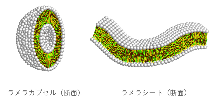 ラメラ構造イメージ図